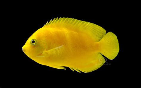 Yellow Angelfish - Quality Marine