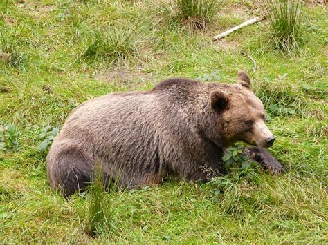 Himalayan Brown Bear Facts, Habitat, Population, Pictures | Coniferous Forest