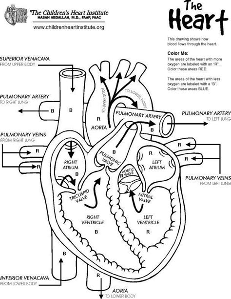 Anatomy Coloring Pages For Kids | Free Coloring Pages | Heart diagram ...