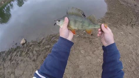 fishing for redfin perch Australia - YouTube