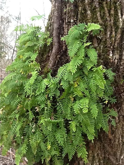 Pin by Vintage Photography on Appalachian Native Plants & Shrubs ...