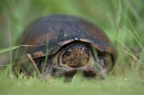 Mud Turtle in the Grass | Sean Crane Photography