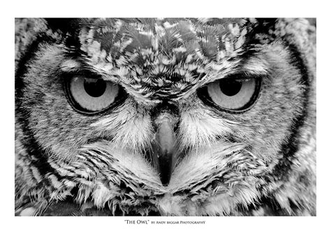 ""The Owl" - Black and White Portrait" by AndyBiggar | Redbubble