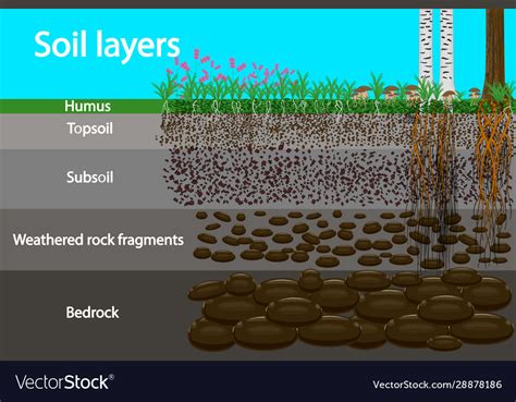 Soil layers diagram for layer Royalty Free Vector Image