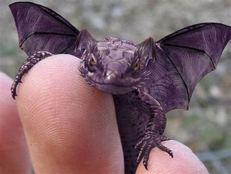 Purple Horned Winged Lizard | Animals | Baby dragon, Animals amazing, Little dragon