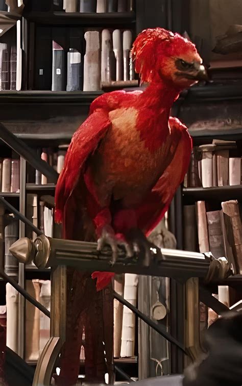 Fawkes | Harry Potter Wiki | Fandom