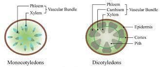 Function Of Xylem And Phloem In Leaf - Infoupdate.org