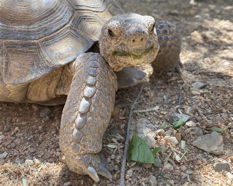 Building Your Desert Tortoise Garden – Desert Diaries