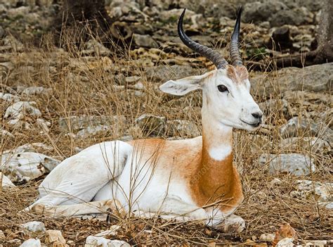 Red Lechwe Antelope White Phase - Stock Image - C033/8723 - Science ...