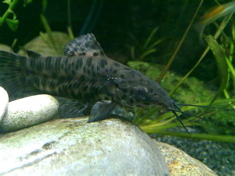 Hoplo Catfish Care: Complete Guide for Beginners - AquariumNexus