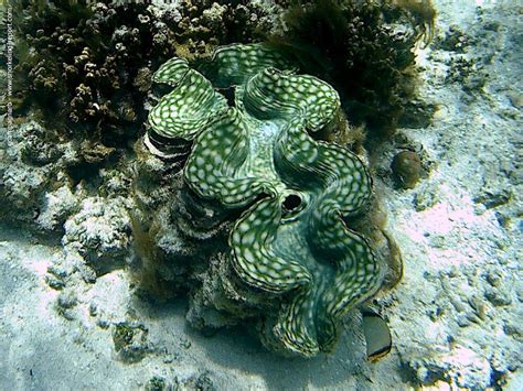 Snorkeling in Blue Lagoon Beach Resort, Nacula Island | Snorkeling Fiji