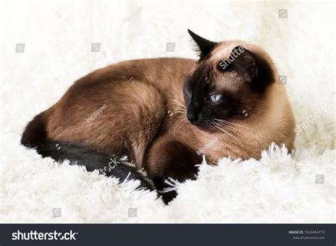 436 Chocolate Point Siamese Cat Royalty-Free Photos and Stock Images | Shutterstock