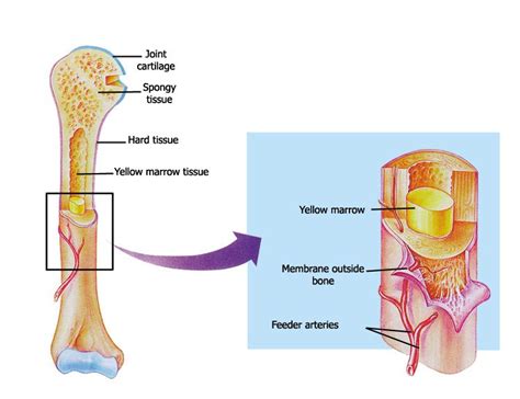 Skeletal system chapter includes marrow...Yellow marrow | Miracles book, Yellow bone marrow ...