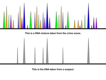 DNA Electropherogram by Ms W Economics | TPT