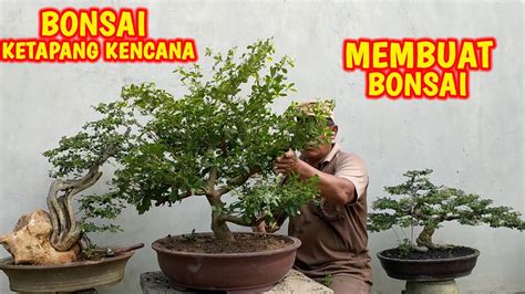 Membuat Bonsai Ketapang Kencana Dengan Mudah - YouTube