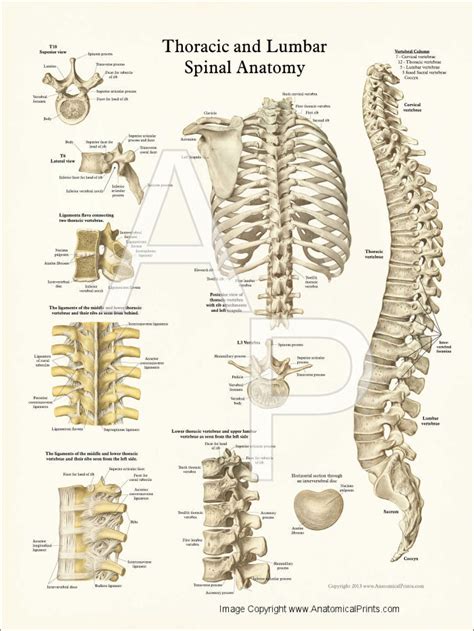 Human Spine Anatomy Posters