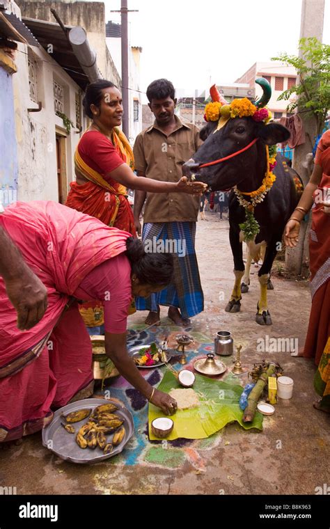 Top 999+ pongal festival images – Amazing Collection pongal festival ...