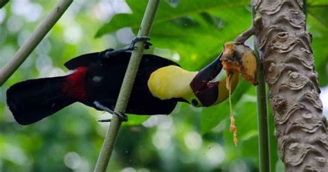 Toucan Behavior - AnimalBehaviorCorner