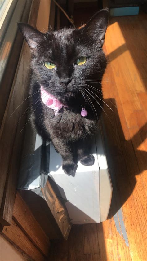 Soaking up rays and cuteness : r/blackcats