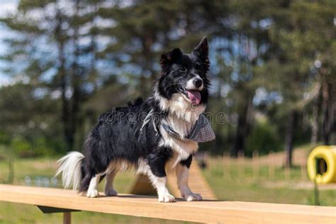 Beautiful Puppy Mix Border Collie and Welsh Corgi. Stock Photo - Image of welsh, forest: 190435516