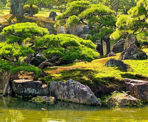 Moss garden and Cypress trees in Kyoto, Japan. by johnrf