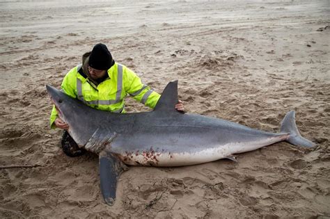 A Mako Shark washes up onto a Welsh beach 7000 miles away from its natural habitat - Mirror Online