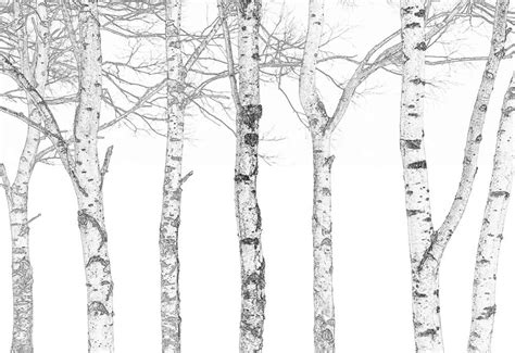 Black and White Outline of Aspen Trees Wall Mural - Wall Murals | Wall26