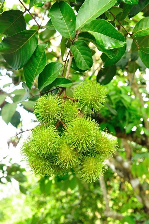 Rambutan tree stock photo. Image of green, tropical, group - 27732088