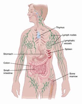 Lymph Node