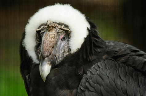 Día Mundial de las Aves: los peligros que enfrenta el cóndor andino en Sudamérica