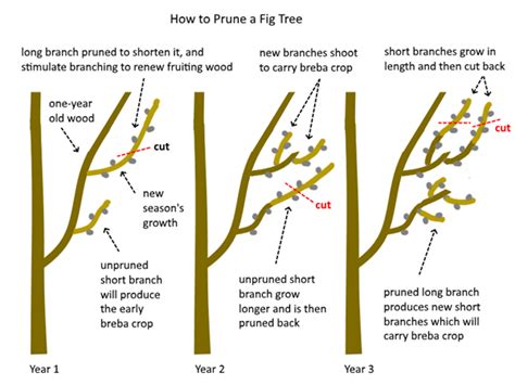 how-to-prune-fig-tree | Fruit trees, Prune, Fig