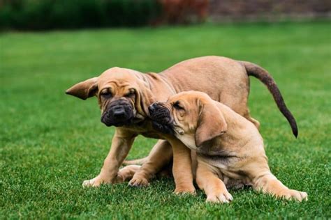 English Mastiff Growth Chart | Mastiff Weight & Size Chart