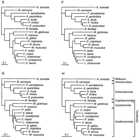 -Phylogenetic trees relating several deuterostomes as estimated from ...