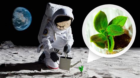 Watch How NASA Biologists Plan to Grow Plants on the Moon | Currents | WIRED