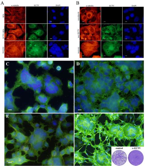 Induction of cell-cell fusion by ectromelia virus is not inhibited by ...