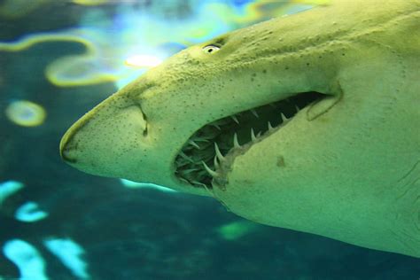 HD wallpaper: close-up photo of shark, White Shark, Sea, Ocean, Fish, carnivorous | Wallpaper Flare