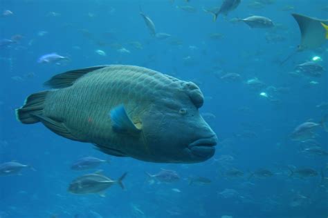 Humphead Wrasse | Flickr - Photo Sharing!