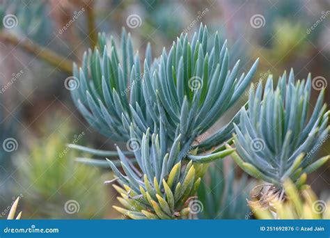 Xerophytes Examples And Characteristics Desert Plants