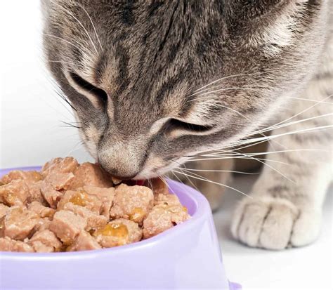 5 Best Indoor Cat Foods - [2019 Buyer’s Guide & Reviews]