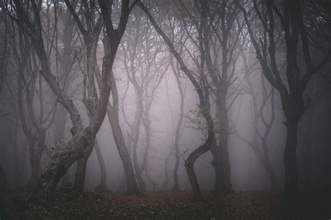 True Stories from the Most Haunted Forests in the World | Reader's Digest