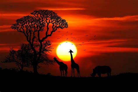 Red Sunset Safari Wallpaper Wall Mural