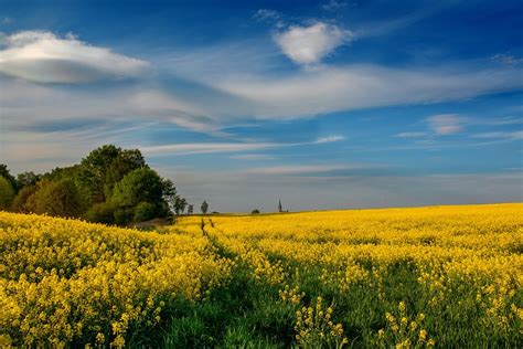 Wilamowice Rapeseed Canola Fields - Free photo on Pixabay