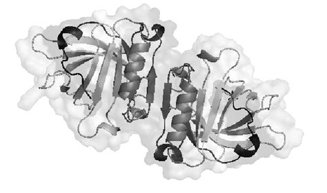 Three-dimensional structure of dimeric beta-Lactoglobulin at neutral ...