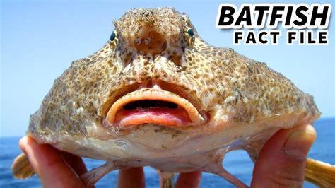 Batfish Facts: the BAT-LIKE Anglerfish 🦇 Animal Fact Files - YouTube