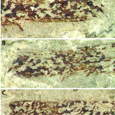 (PDF) NEW SPIDERS (ARANEAE: MESOTHELAE), FROM THE CARBONIFEROUS OF NEW ...