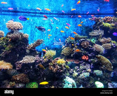 Tropical fish tank hi-res stock photography and images - Alamy