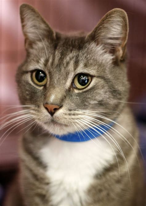 Shelter Dogs of Portland: MCAS Cats for adoption!