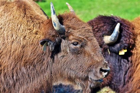 Download free photo of Bison, buffalo, horns, american bison, wild - from needpix.com