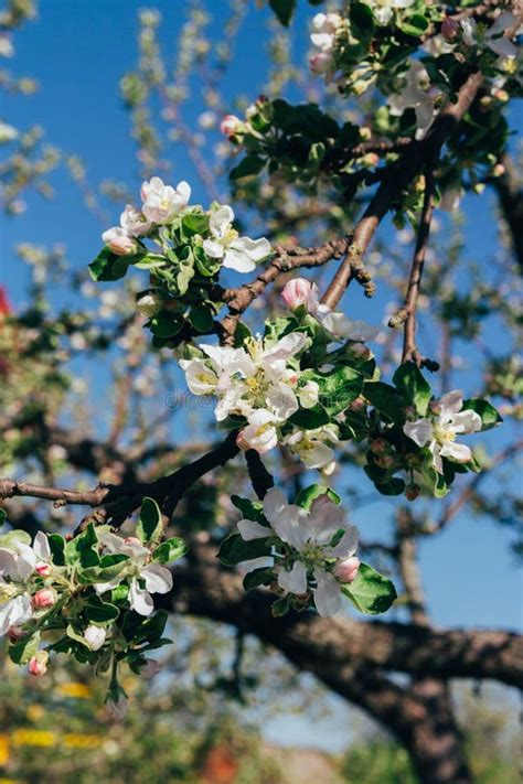 Apple Flowers Over Natural Green Background Stock Photo - Image of nature, botany: 136119420