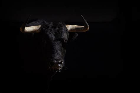 70 Wallpaper Black Bull Picture - MyWeb